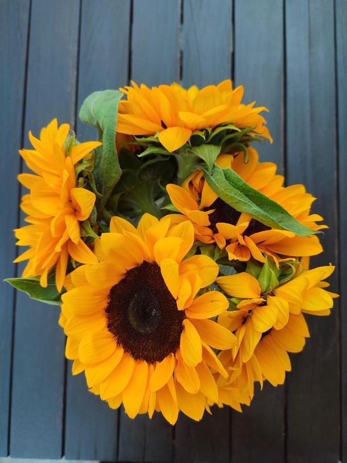 Helianthus Guesthouse Амолиани Экстерьер фото